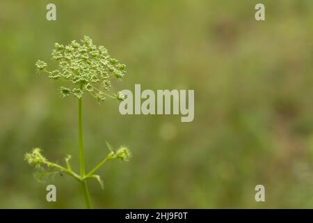 Semi di finocchio giovani sotto forma di ombrello sullo sfondo di un prato estivo. Foto Stock