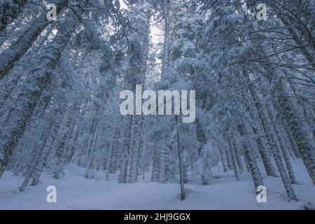 Splendida foresta invernale. Foresta con Trunks dell'albero della Tall e neve sul terreno. Giornata invernale di sole nella foresta di alberi di pino, sfondo astratto Foto Stock
