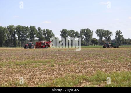 Raccolta di cipolle con attrezzature agricole moderne in campo, sfondo sfocato Foto Stock