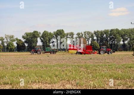 Raccolta di cipolle con attrezzature agricole moderne in campo, sfondo sfocato Foto Stock