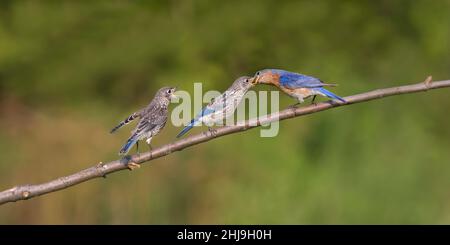 Adulto maschio orientale Bluebird nutrire giovane Foto Stock