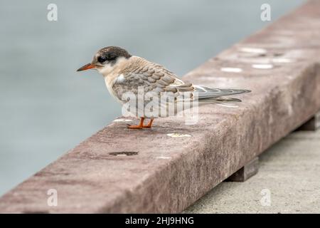 Terna comune giovanile, Sterna hirundo. Foto Stock