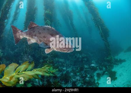 Gaint Black Seabass, Stereolepis gigas, che si aggirano tra i gambi di Giant Kelp, Macrocystis piryfera. Casino Point Dive Park, Catalina Island, California Foto Stock