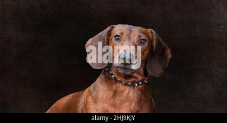 Scatto orizzontale di un cane weiner in mogano su un ampio sfondo marrone con spazio di copia. Foto Stock