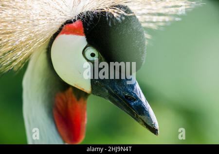 Gru a corona grigia (Balearia regulorum), ritratto Foto Stock