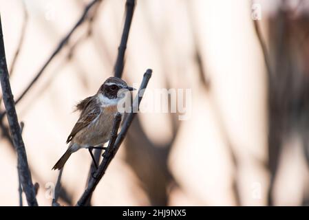 Isole Canarie stonechat (Saxicola dacotiae) endemiche dell'isola di Fuerteventura. Foto Stock