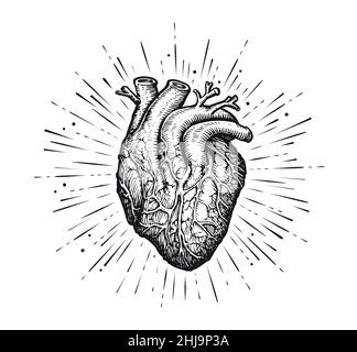 Cuore e raggi umani anatomici. Disegno a mano in stile d'incisione vintage. Illustrazione vettoriale Illustrazione Vettoriale