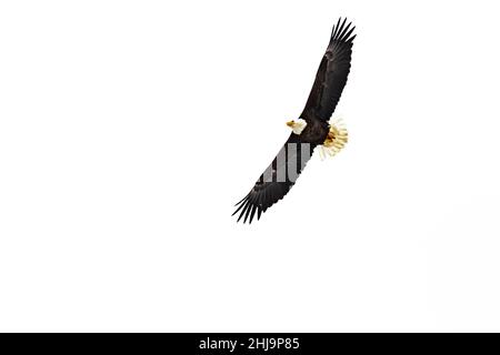 Bald Eagle, Haliaeetus leucocephalus, che si alza sul Grand Teton National Park, Wyoming, USA Foto Stock