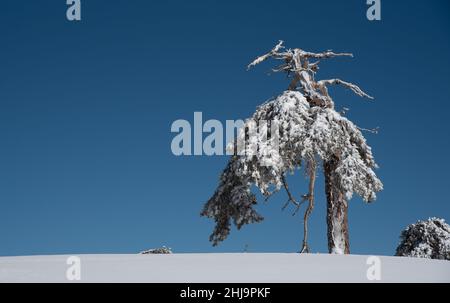 Paesaggio invernale in montagne innevate. Ghiacciato innevato solo abeti contro cielo blu. Foto Stock