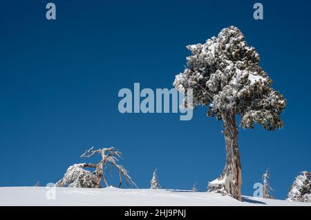 Paesaggio invernale in montagne innevate. Ghiacciato innevato solo abeti contro cielo blu. Foto Stock