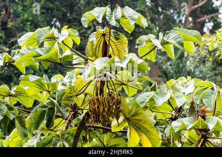 Albero di Embauba sulla foresta pluviale atlantica in Brasile Foto Stock