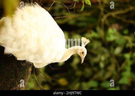 Foto verticale di un bellissimo pavone bianco nella foresta Foto Stock