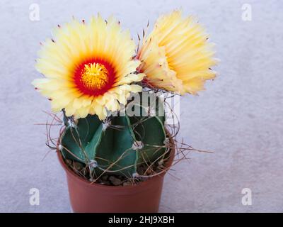 Cactus astrophytum senile con due fiori gialli, fondo grigio cemento Foto Stock