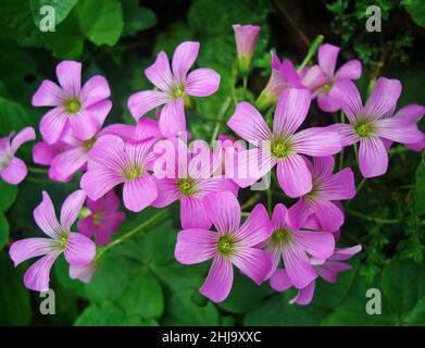 Fiori rosa-sorrel (Oxalis articolata) in giardino Foto Stock