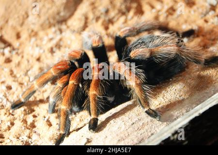 Primo piano di un arioso ragno di tarantola nel suo habitat naturale Foto Stock