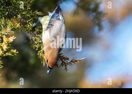 Cedro adulto waxwing nutrimento su bacche di cedro rosso orientale Foto Stock