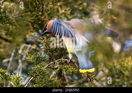 Cedro adulto waxwing nutrimento su bacche di cedro rosso orientale Foto Stock