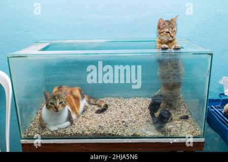 I gatti in un acquario vuoto provano ancora che i gatti amano le scatole, persino quelle di vetro. Foto Stock