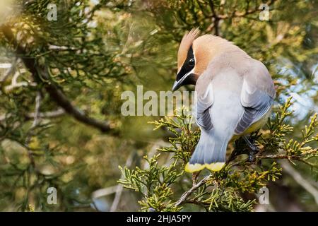 Cedro adulto waxwing nutrimento su bacche di cedro rosso orientale Foto Stock