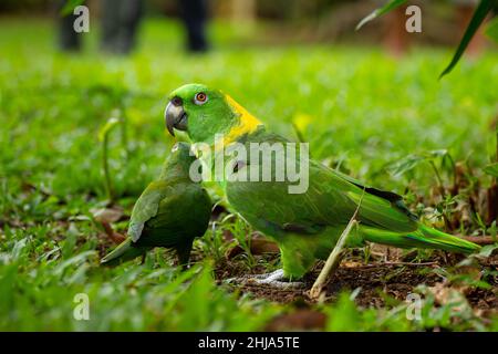 Pappagallo con nappagalli gialli (Amazzona auropalliata) Foto Stock