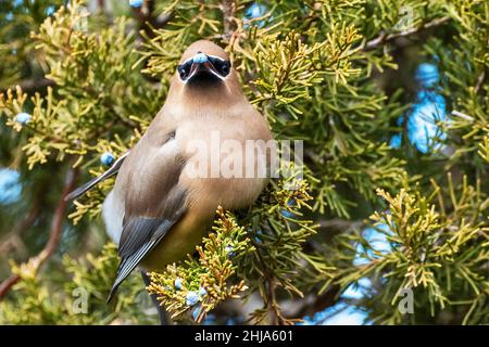 Cedro adulto waxwing nutrimento su bacche di cedro rosso orientale Foto Stock