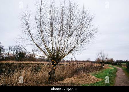 Datchet, Regno Unito. 26th Gennaio 2022. Gestione degli alberi lungo il Jubilee River Way. Le tecniche di gestione del bosco includono pollarding e coppicing. Cre Foto Stock