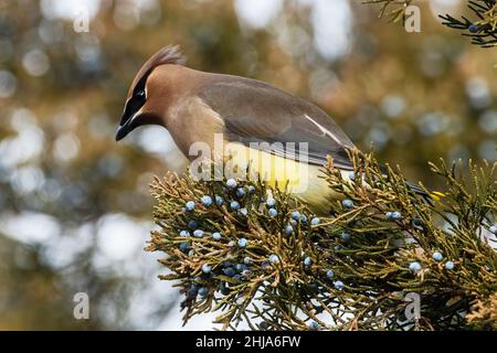 Cedro adulto waxwing nutrimento su bacche di cedro rosso orientale Foto Stock