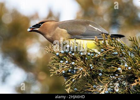 Cedro adulto waxwing nutrimento su bacche di cedro rosso orientale Foto Stock