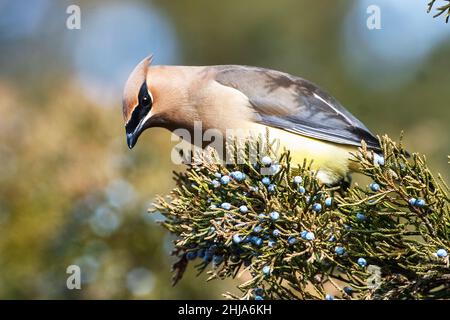 Cedro adulto waxwing nutrimento su bacche di cedro rosso orientale Foto Stock