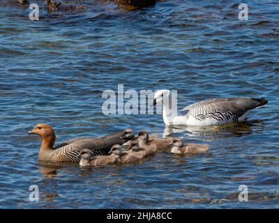 Un paio di oche montane, Chloephaga picta, con canaline sull'Isola della carcassa, Isole Falkland. Foto Stock