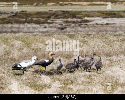 Un paio di oche montane, Chloephaga picta, con canaline sull'isola di Saunders, Isole Falkland. Foto Stock