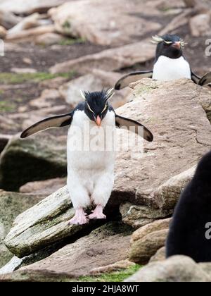 Pinguini di rockhopper sud adulti, Eudyptes chrysocome, a New Island, Isole Falkland. Foto Stock