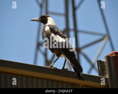 Nero e bianco australiano maggie uccello arroccato su una recinzione di lattina ondulato con un mulino a vento sullo sfondo Foto Stock