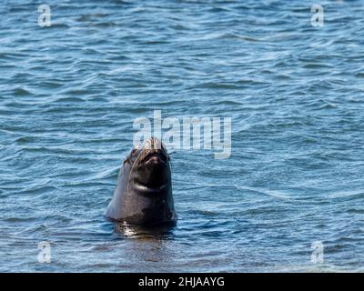 Un leone marino sudamericano maschio adulto, Otaria flavescens, vicino a carcassa Island, Falklands. Foto Stock