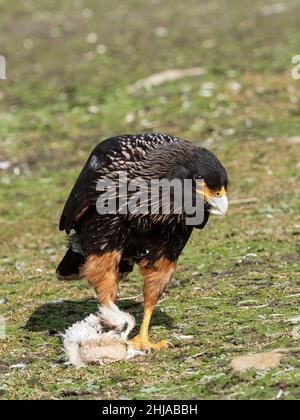 Una caracara striata adulta, Phalcoboenus australis, che si nutrono su un pulcino di pinguini a New Island, Falklands. Foto Stock