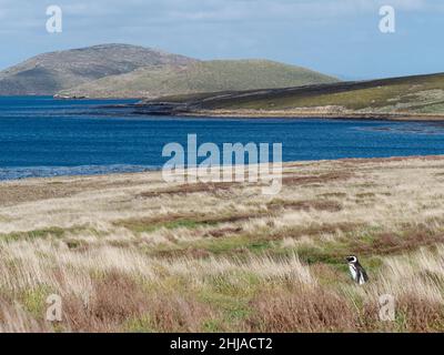 Pinguino Magellanico adulto, Spheniscus magellanicus, a New Island, Isole Falkland. Foto Stock