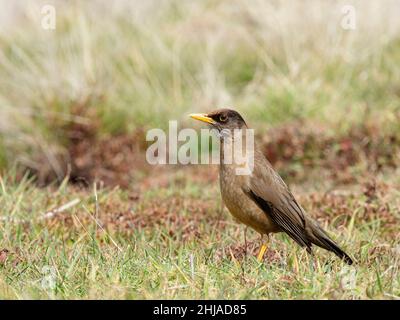 Un mughetto austral adulto, Turdus falcklandii, sull'isola di carcassa, Isole Falkland. Foto Stock