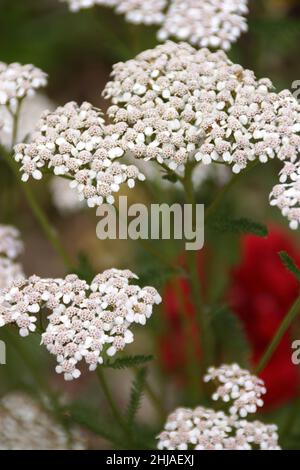 White Blooming comune Yarrow, Achillea Foto Stock