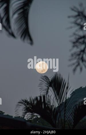 Moonset con silhouette di alberi nel quartiere di Copacabana Rio de Janeiro, Brasile. Foto Stock