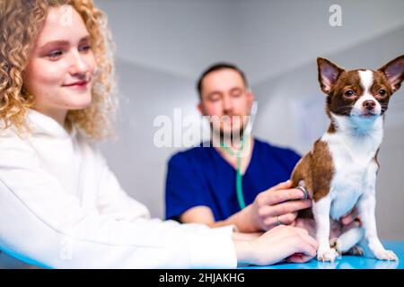 Carino chihuahua cane è in fase di esame da parte del veterinario, la sua donna custode è vicino Foto Stock