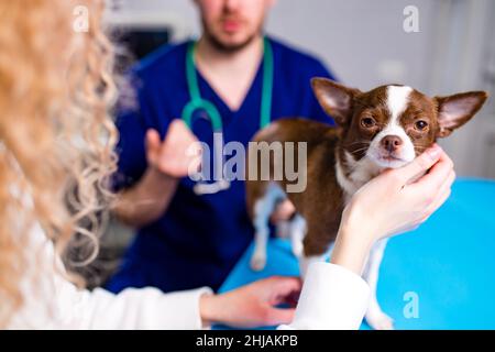 Carino chihuahua cane è in fase di esame da parte del veterinario, la sua donna custode è vicino Foto Stock