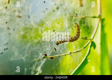 Yponomeuta malinellus o mela ermine moth. Colonia di larve su ramo di albero giardino Foto Stock