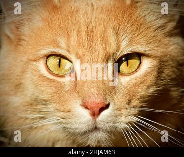 Un'immagine ravvicinata del volto di un gatto domestico Foto Stock