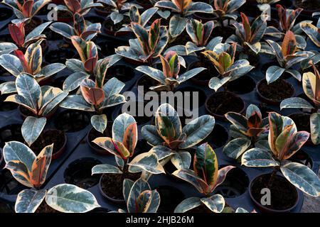 Primo piano di crescita di nuove foglie con buccia rossa di pianta tropicale di albero di gomma 'Ficus Elastica Tineke Variegata' su sfondo nero Foto Stock