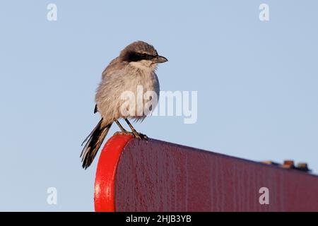 Great Grey Shrike, Corralejo, Fuerteventura, Isole Canarie, gennaio 2022 Foto Stock