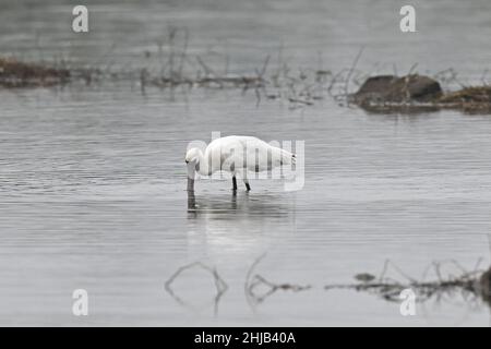 Haikou, la provincia cinese di Hainan. 24th Jan 2022. Un spoonbill con facce nere foraggia in una zona umida di Danzhou, provincia di Hainan della Cina meridionale, 24 gennaio 2022. Credit: U-Pan/Nan/Nan Live News Foto Stock