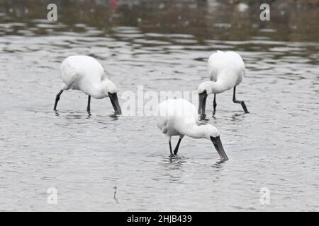 Haikou, la provincia cinese di Hainan. 24th Jan 2022. Le spatole con rivestimento nero foraggiano in una zona umida di Danzhou, provincia di Hainan della Cina meridionale, 24 gennaio 2022. Credit: U-Pan/Nan/Nan Live News Foto Stock