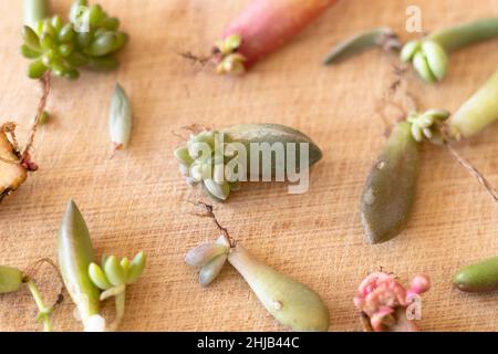 Primo piano di una foglia succulenta con radici Foto Stock