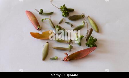 Molte foglie di succulente con radici e germogli Foto Stock