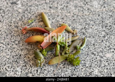 Propagazione di piante succulente da foglie Foto Stock